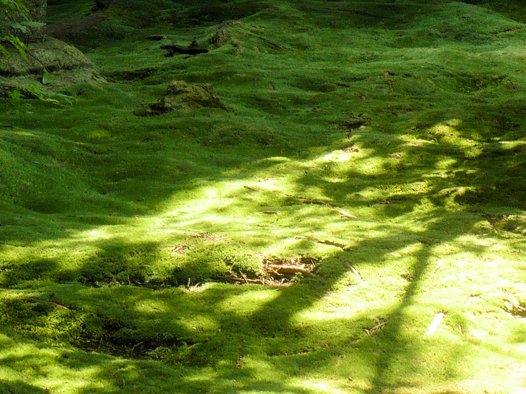 Ryoanji moss garden in Kyoto