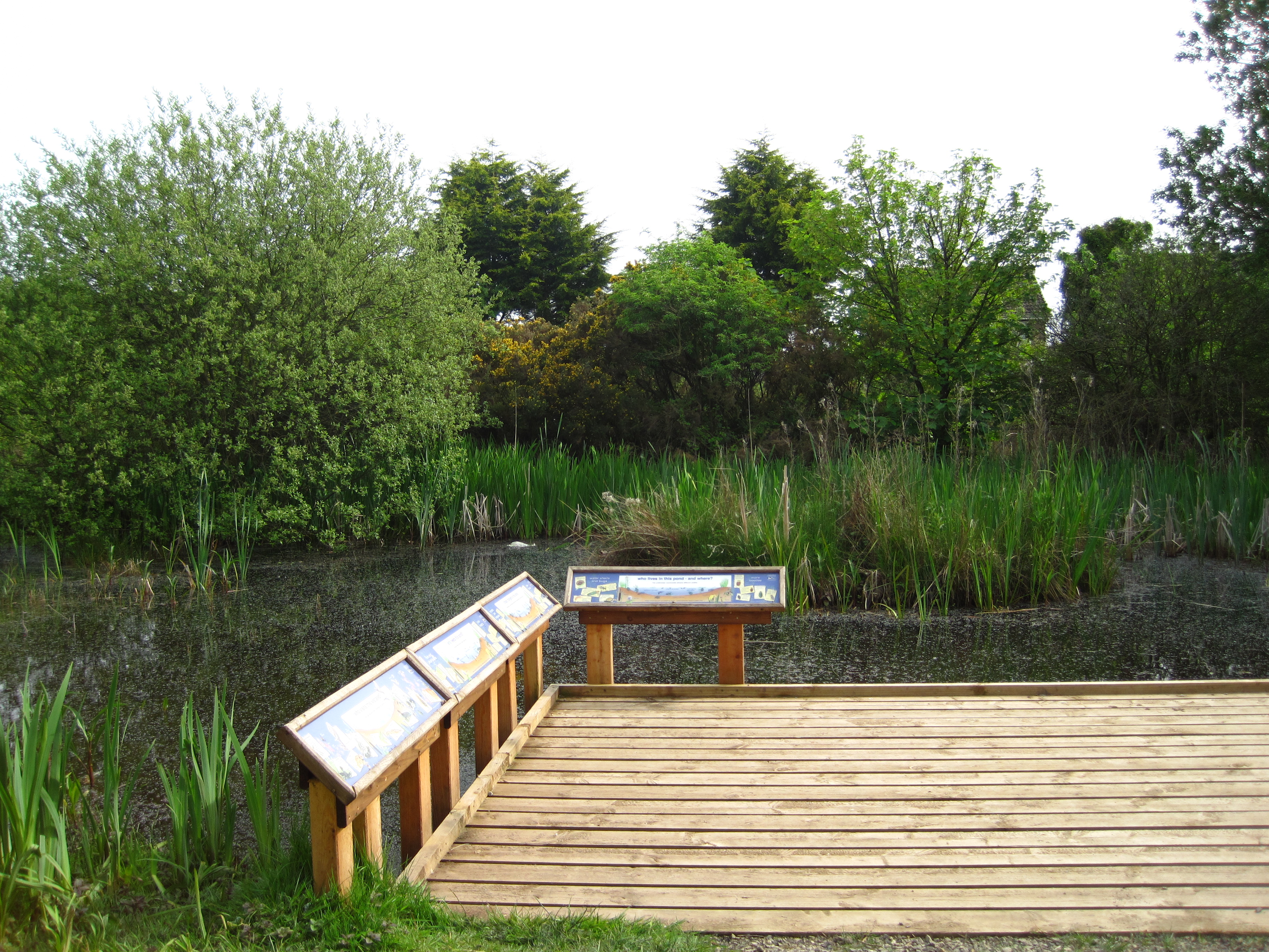 Big wildlife pond with deck for viewing