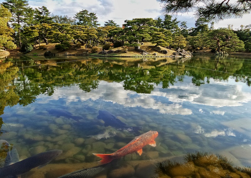 Sunny Koi pond where the surrounding is reflected on the water