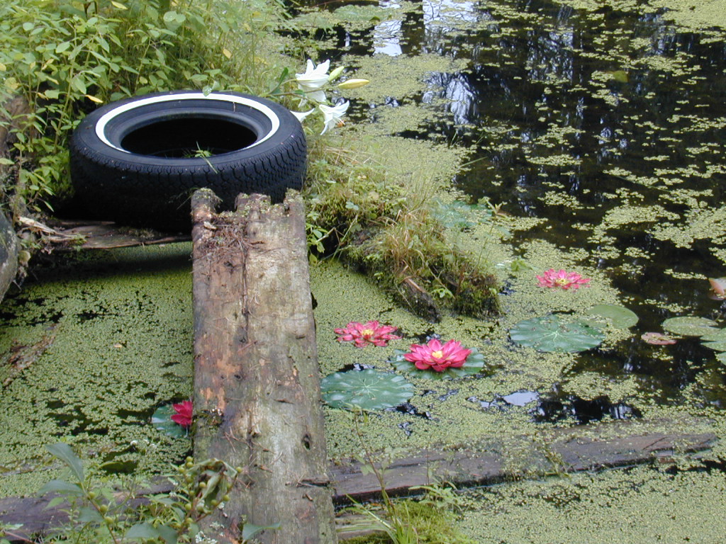 A garden pond with an old tire as decoration