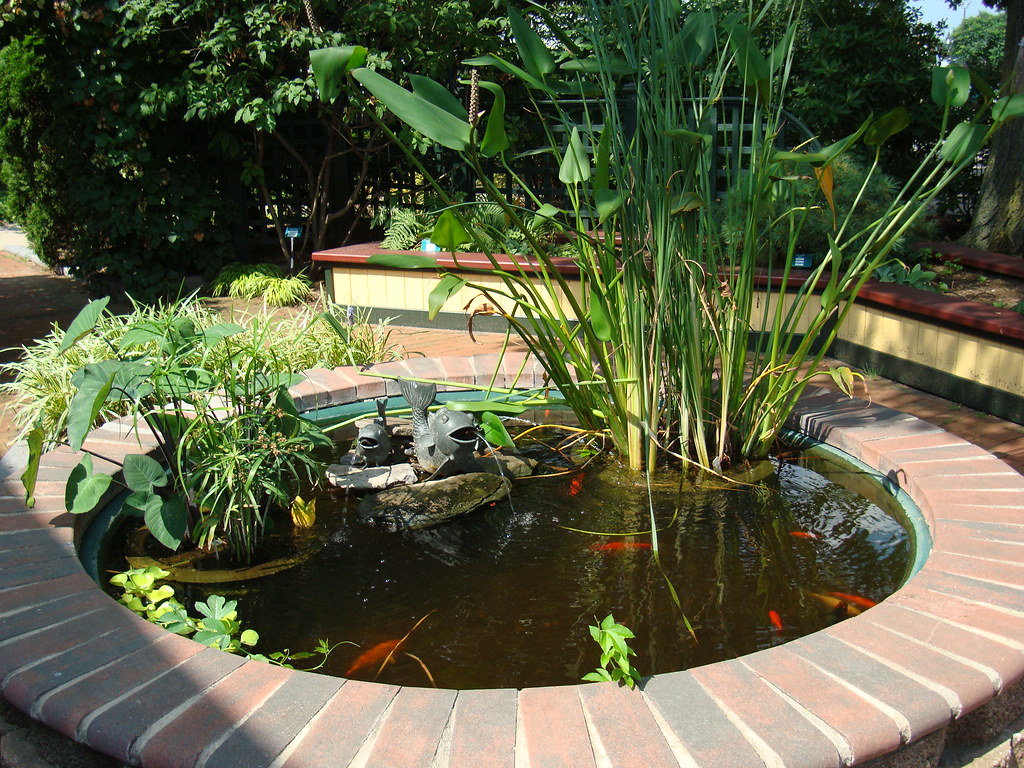 Small Koi pond with water plants