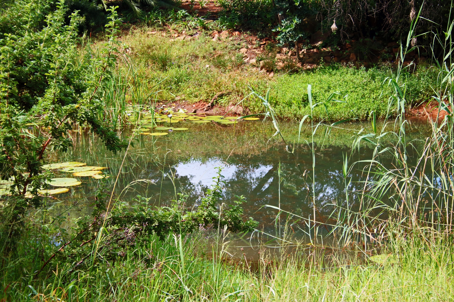 Mini wildlife pond with surrounding greenery