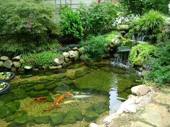 Natural-looking koi pond,