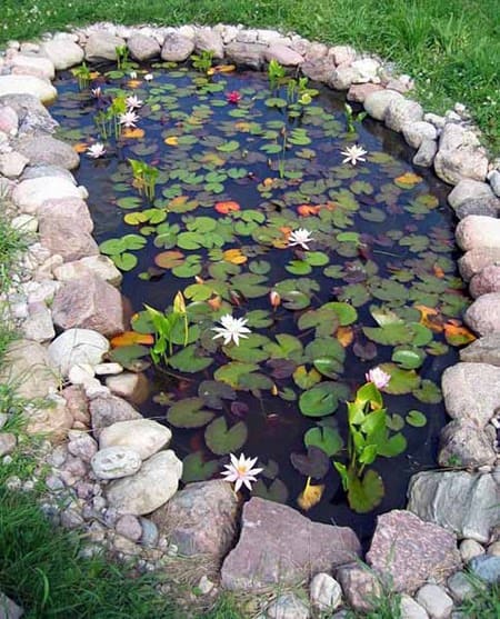A charming pond filled with water lilies