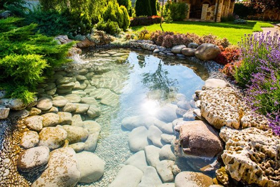 A fish pond with reflective depth