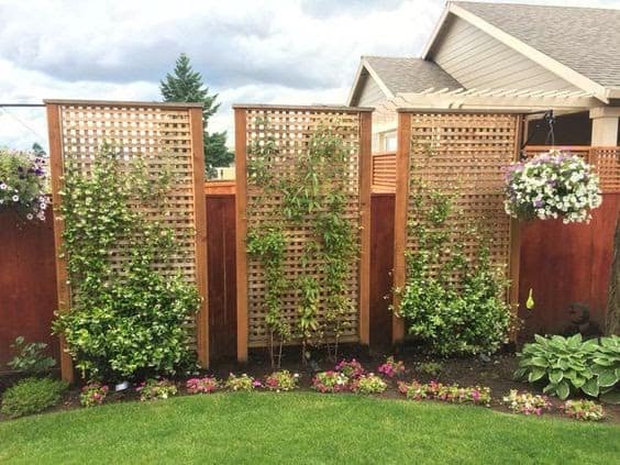 Trellis with climbing flowers and plants as privacy screens