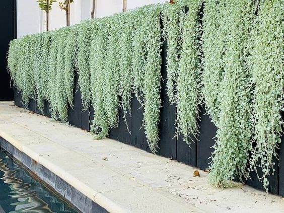 A plain black fence with hanging plants