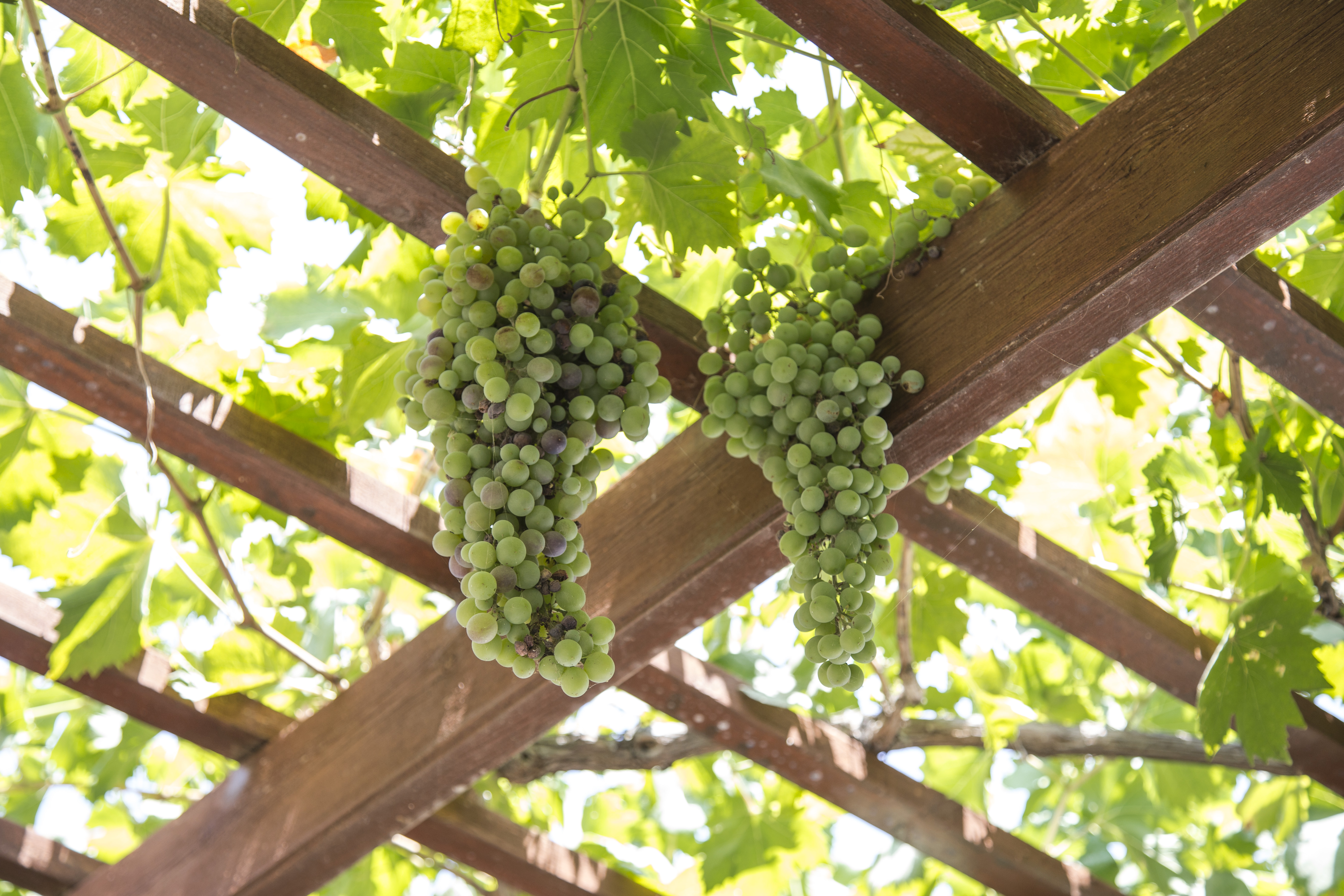A pergola with grape vines