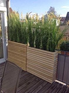 Natural screen/fence for privacy with some tall plants