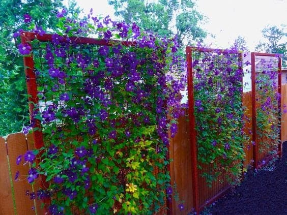 A simple privacy divider with climbing flowers