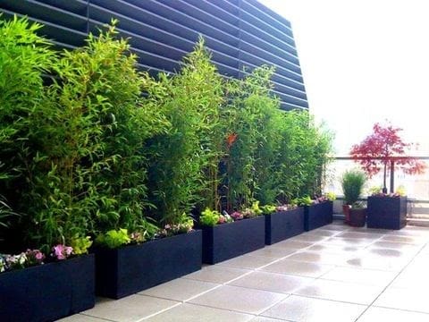 Bamboo plants as privacy screening