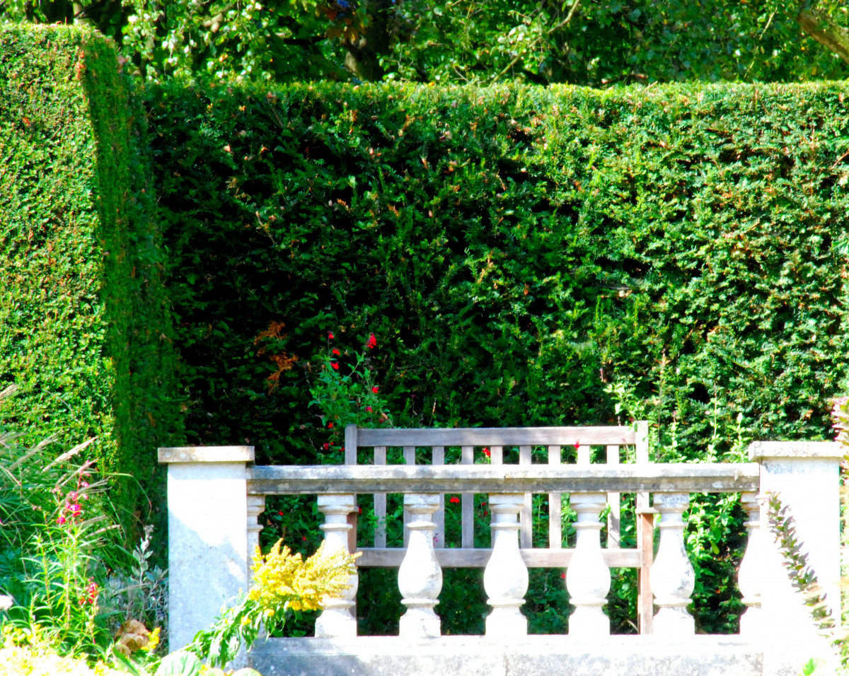Garden hedge privacy screen