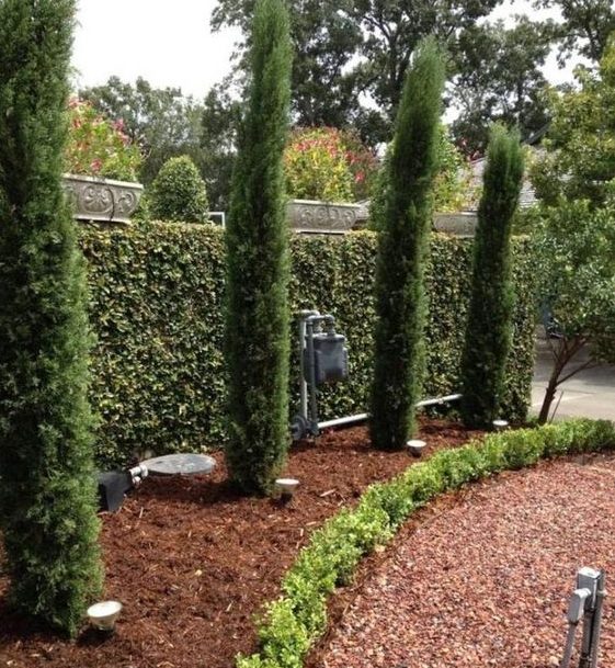 Italian cypress used as a garden screening for added privacy