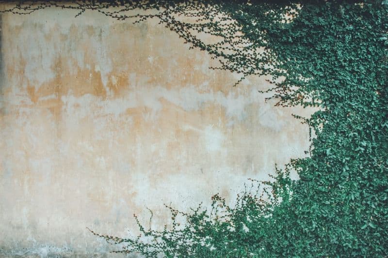 faded wall covered in plants