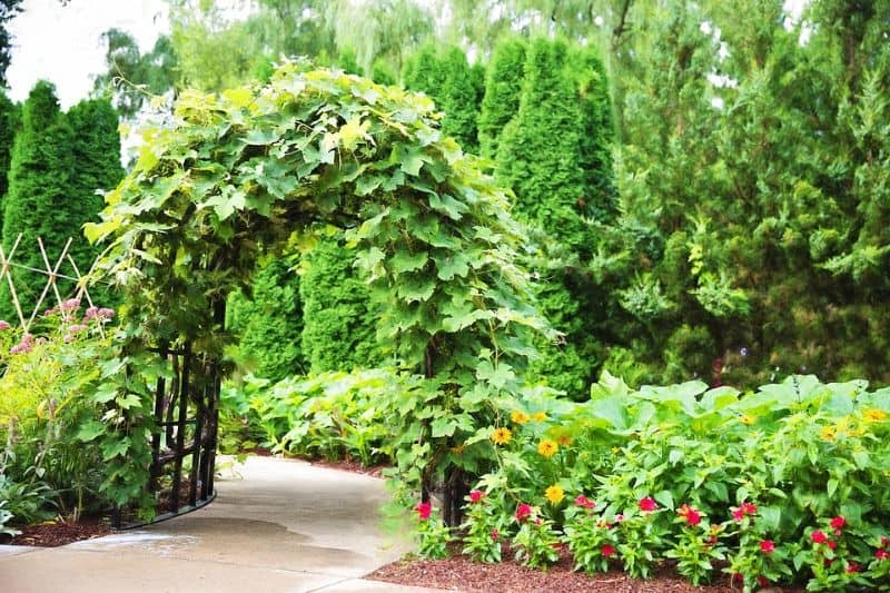 plant archway over a path backed by tall green trees