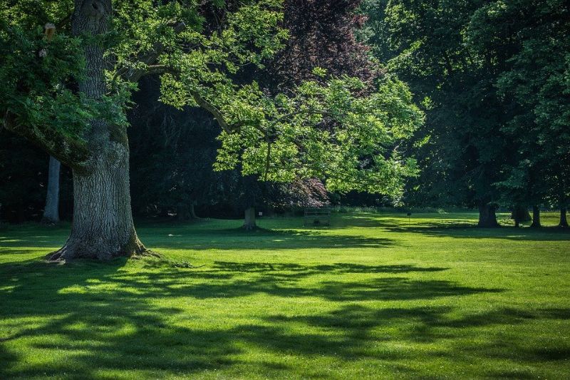 dappled shade from a large tree on a green lawn