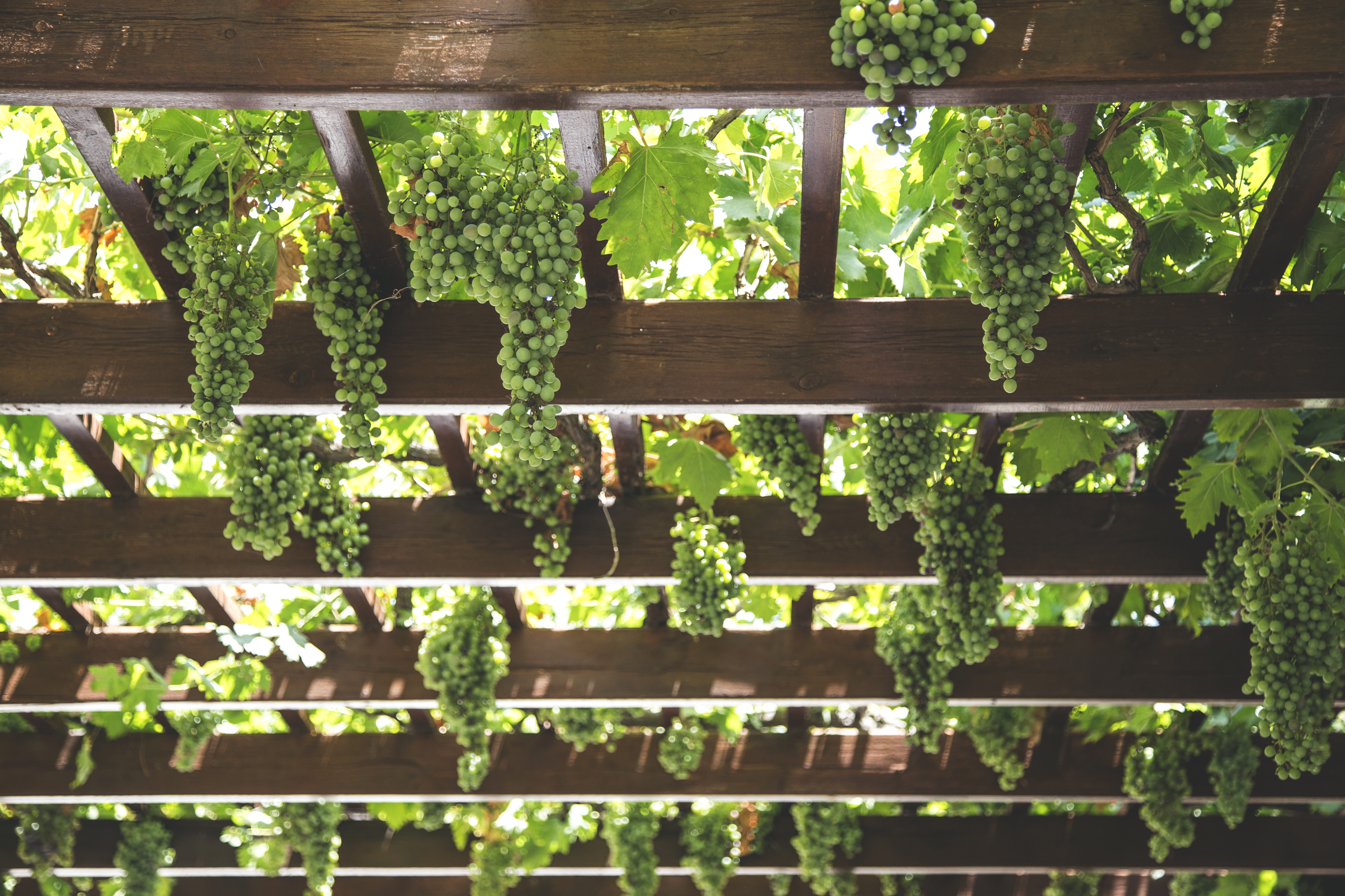 Garden pergola with grape vines