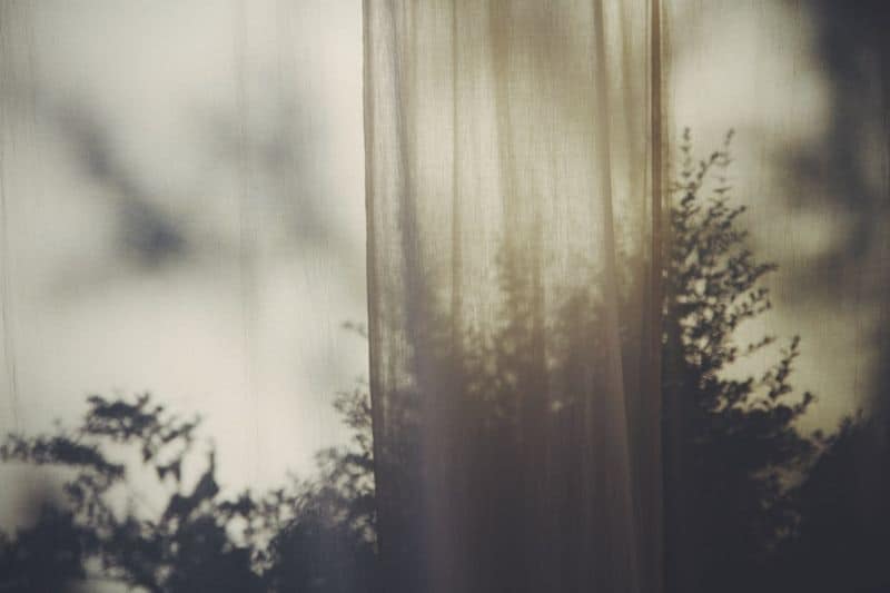 shadows on a bush through a curtain
