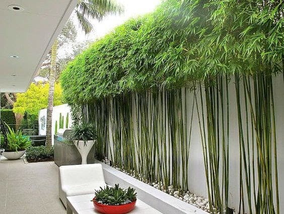 Bamboo trees as a garden wall
