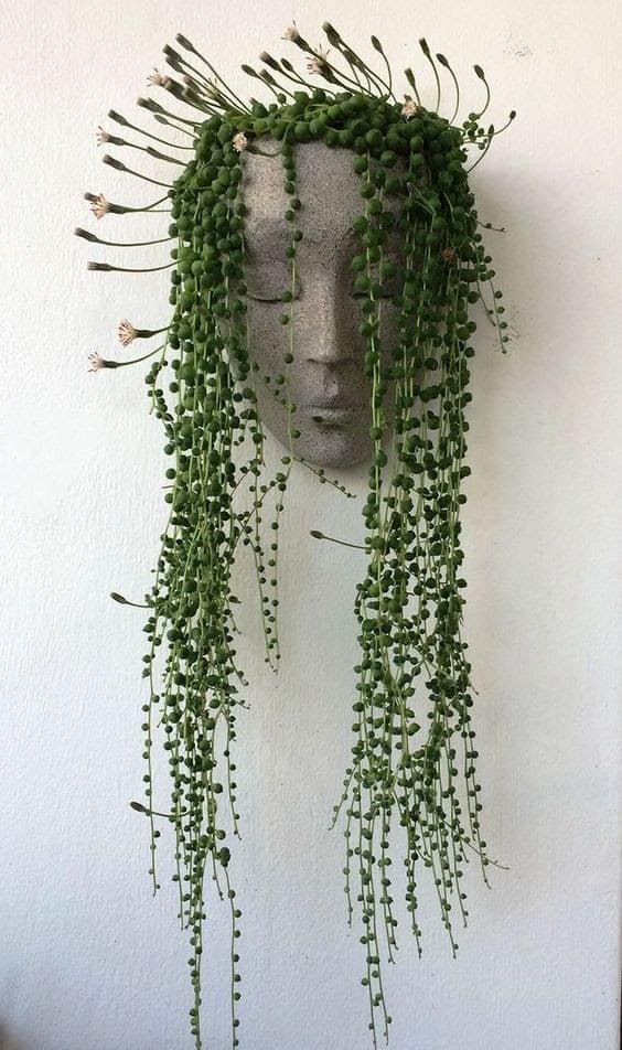 A Medusa-inspired hanging plant
