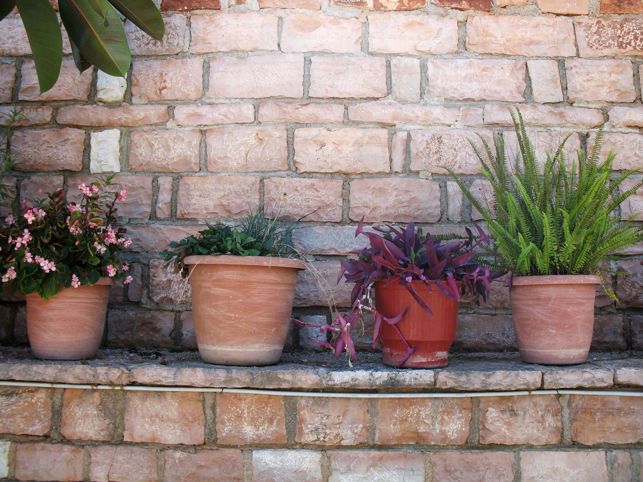 Brick wall with shelving for container plants