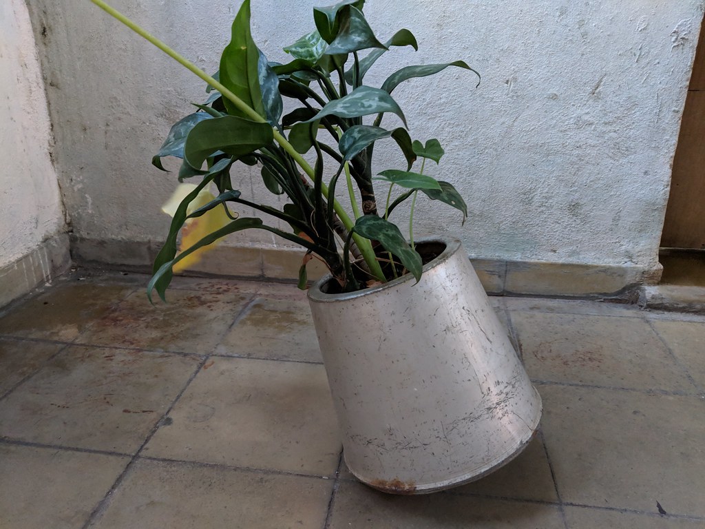 Old tin can used as a planter