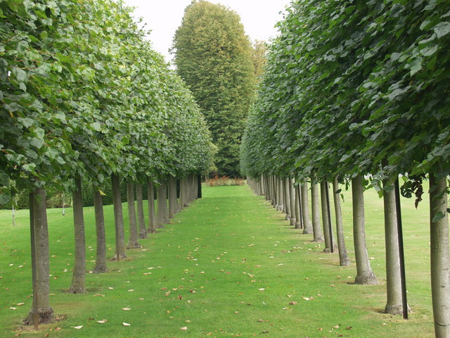 A row of Espaliered trees in a courtyard