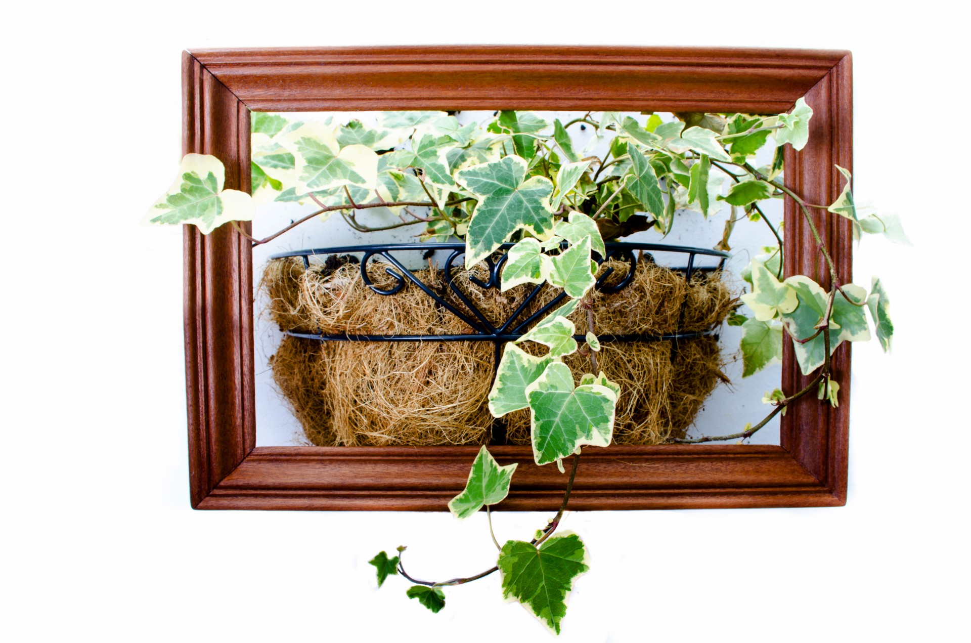 Plants in a DIY wooden frame planter