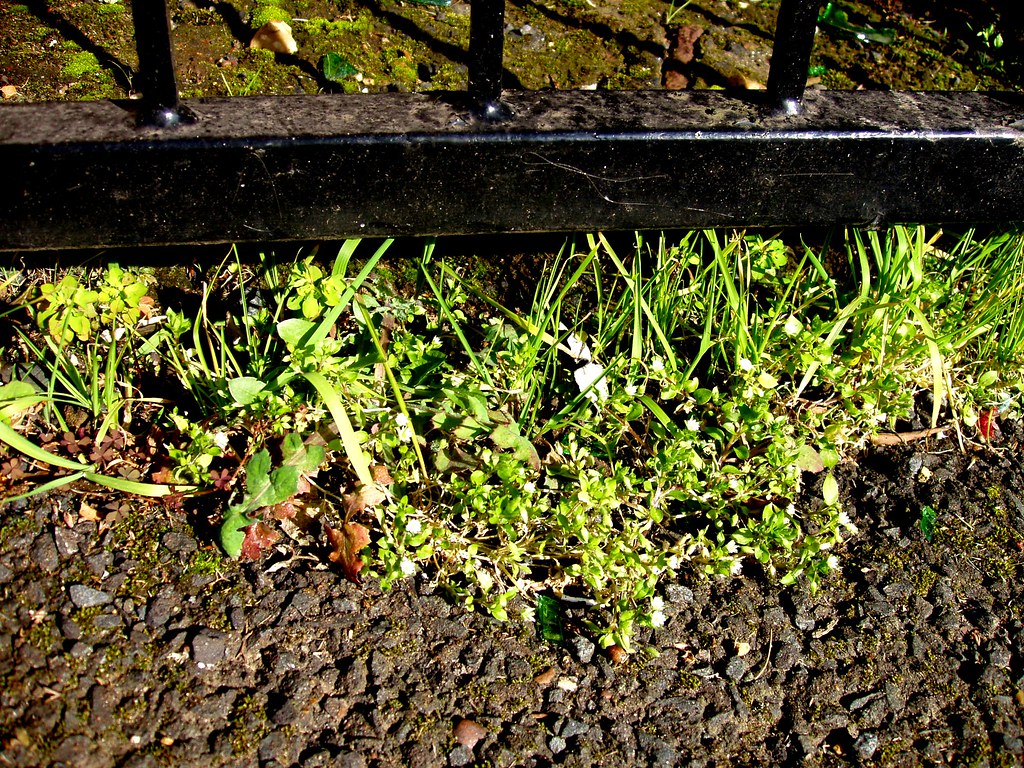 Weeds by the gate