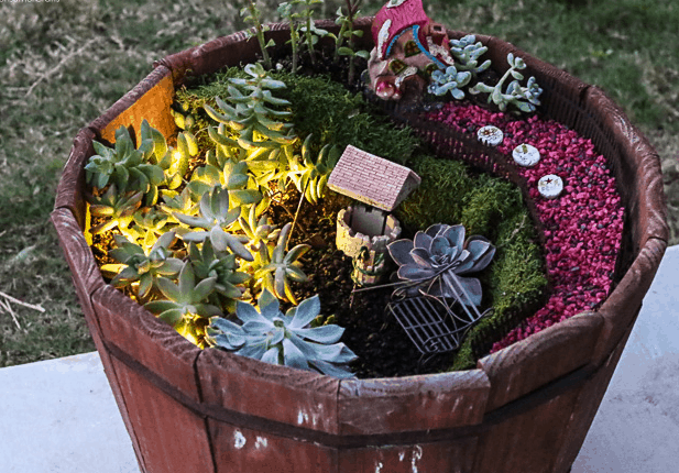 succulent fairy garden