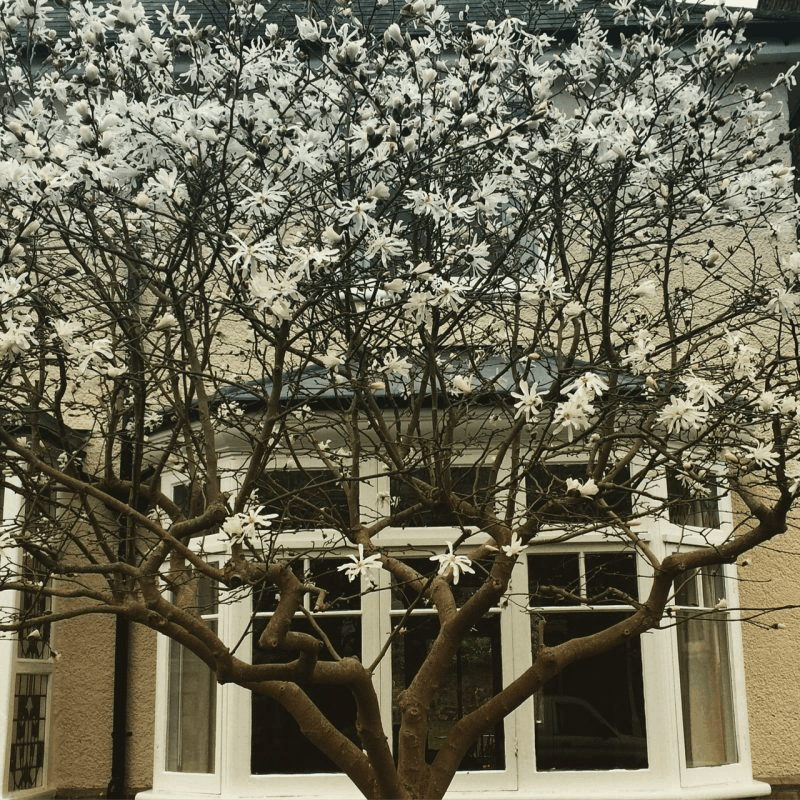 white blossom tree in front of house