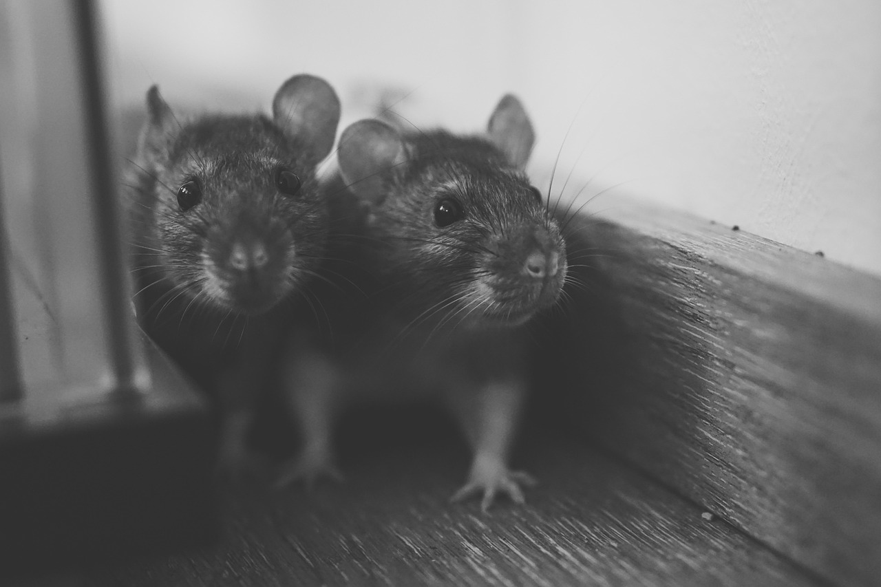 Two house rats in black and white photo