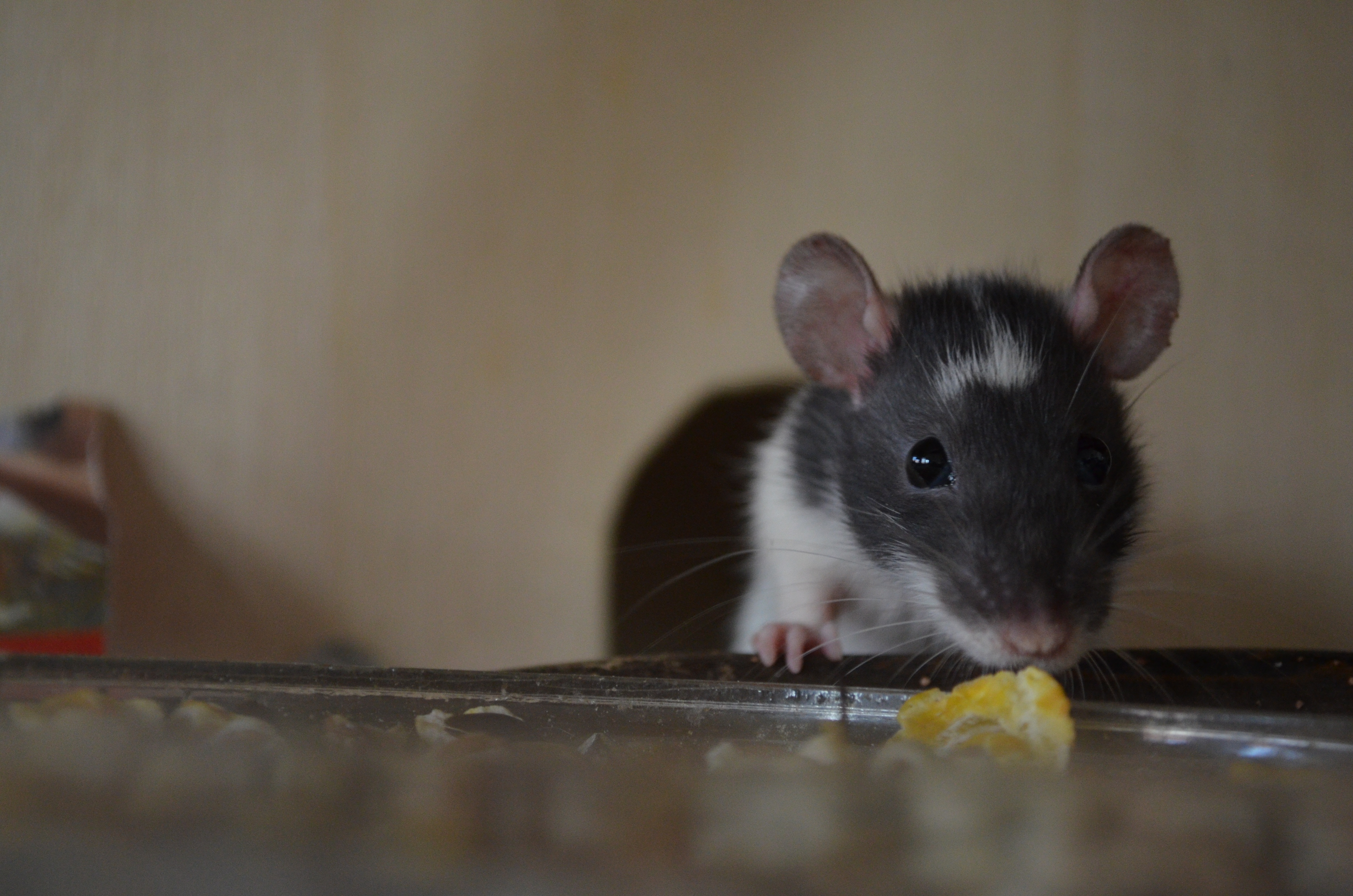A rat eating a food scrap