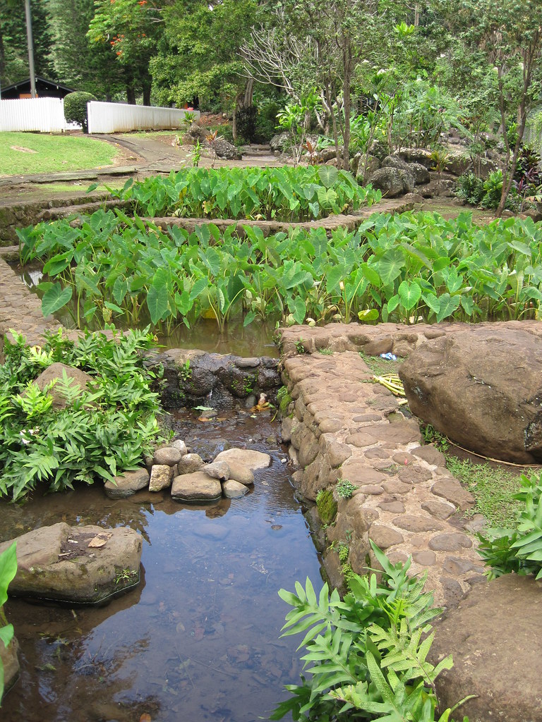 Hawaiian taro (kalo) ponds (lo‘i), Kepaniwai Heritage Park, ‘Iao Valley, Maui