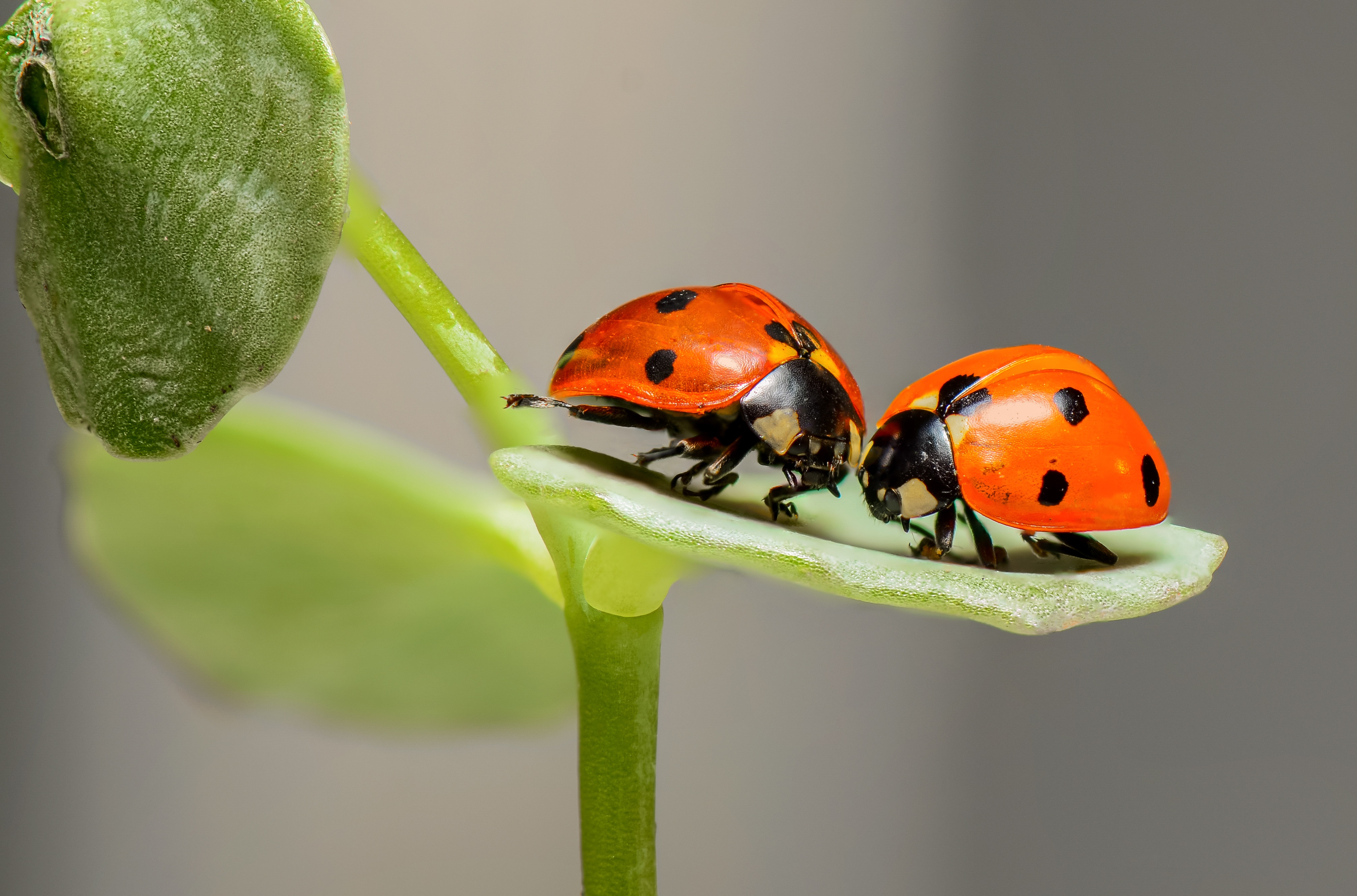 Two lady bugs