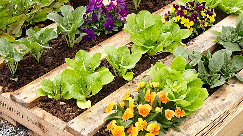 DIY pallet garden beds for the veggies