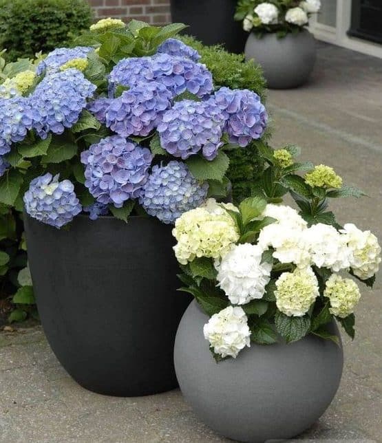 Simple planters with colourful flowers