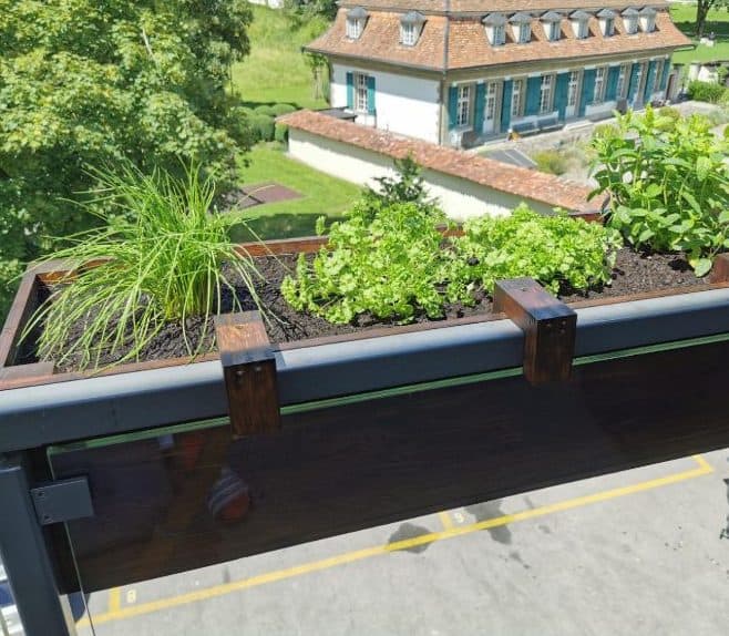 Rail balcony garden bed with a variety of herbs