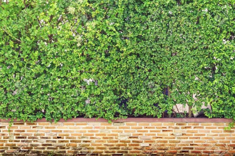 Hedges with brick walls