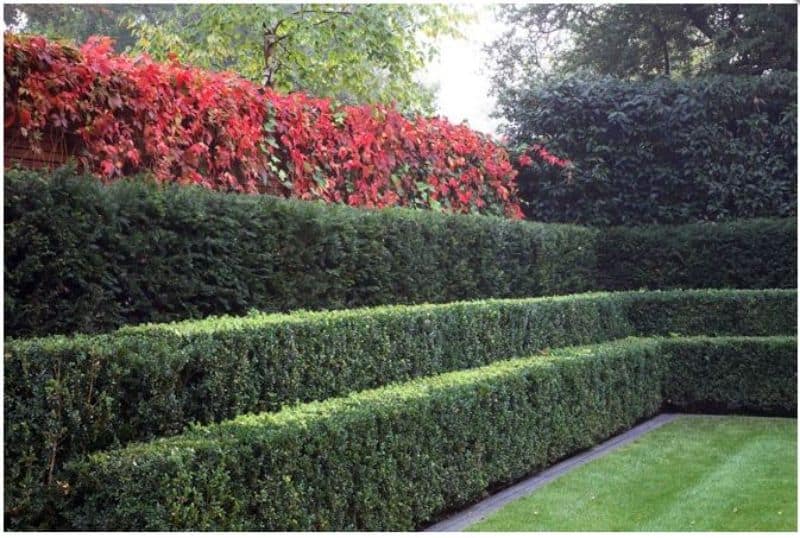 Step hedges that help separate front gardens with a line of red flowers at the top