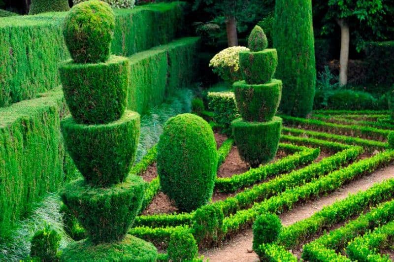 topiary hedges in a stacked fountain shape