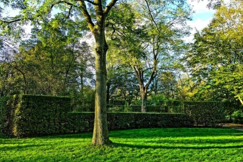 Hedge walls with multiple heights against a green lawn with tall trees