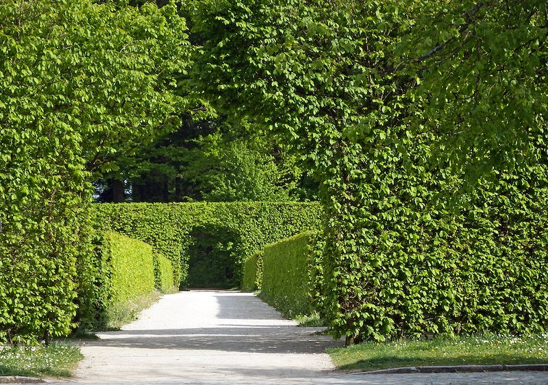 Lush hedges with archway