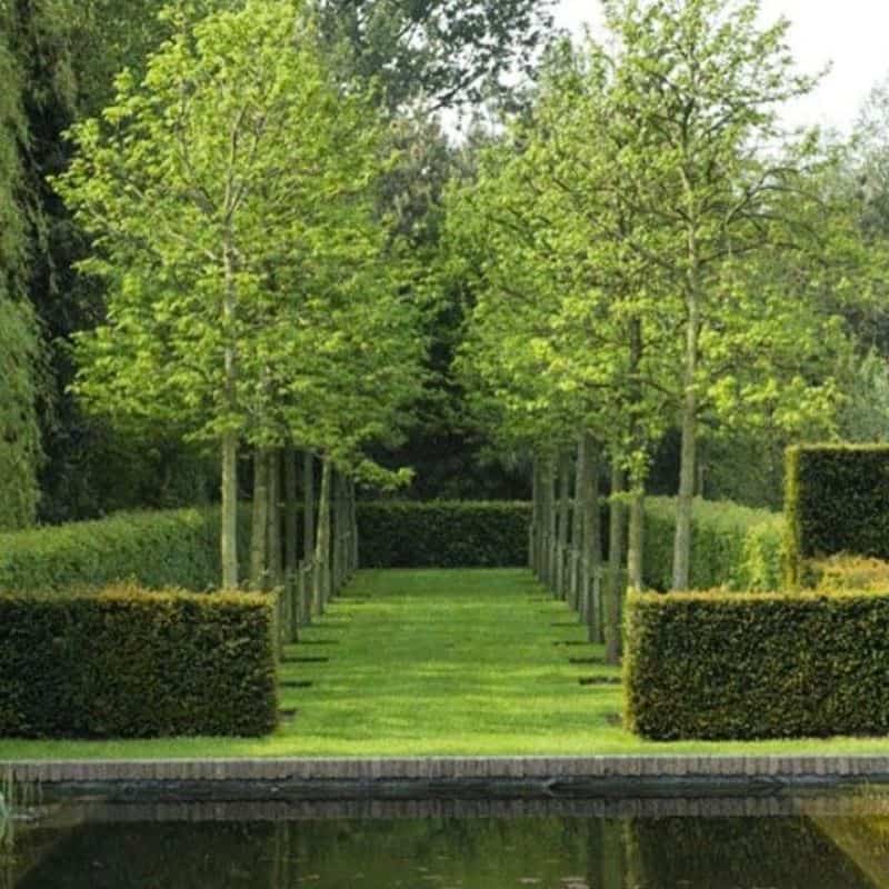 Hedges with sleek, long, tapered trees growing out of them