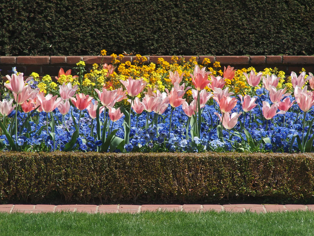 Minimal garden hedging with spring flower display