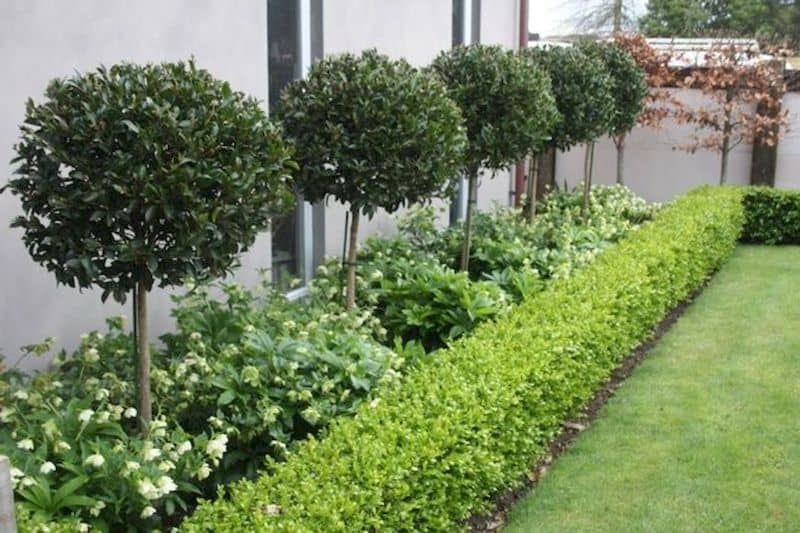 A simple and minimal style of garden hedging