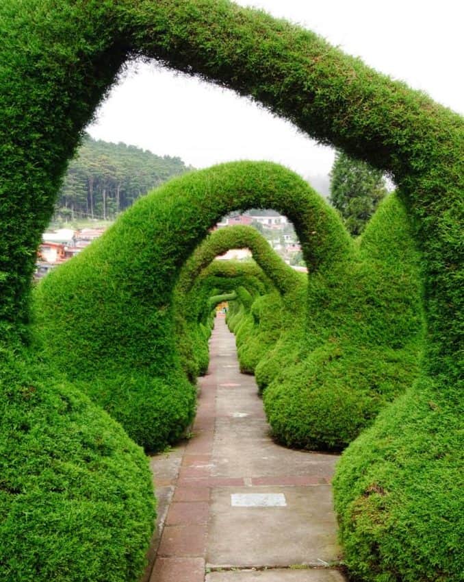 Organically shaped hedge pathway