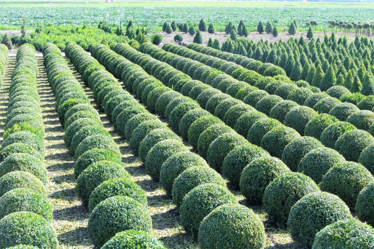 Lined round garden hedges