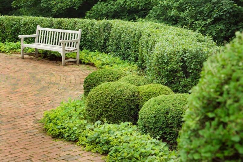A small outdoor bench surrounded with round garden hedges