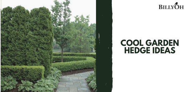 Cool Garden Hedge Ideas